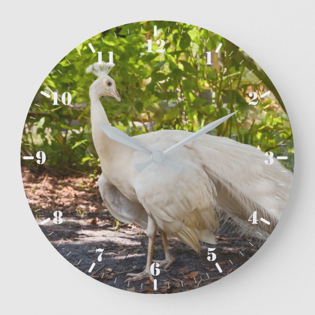 White peafowl peacock posing large clock (Front)