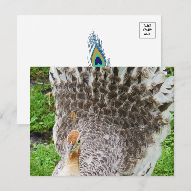White Peahen Postcard (Front/Back)