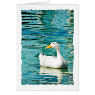 White Pekin Duck - Nature Photo in Reflections
