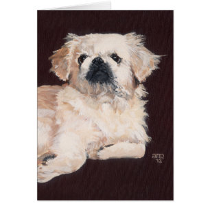 White Pekingese Dog