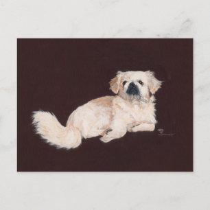 White Pekingese Dog Postcard