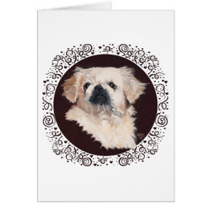 White Pekingese Head Study