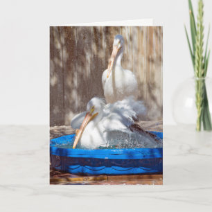 white pelican in pool card
