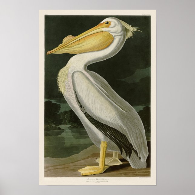 White Pelican John James Audubon Birds of America Poster (Front)