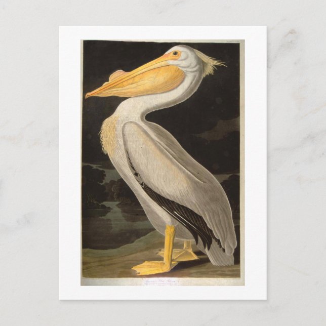 White Pelican, John James Audubon Postcard (Front)