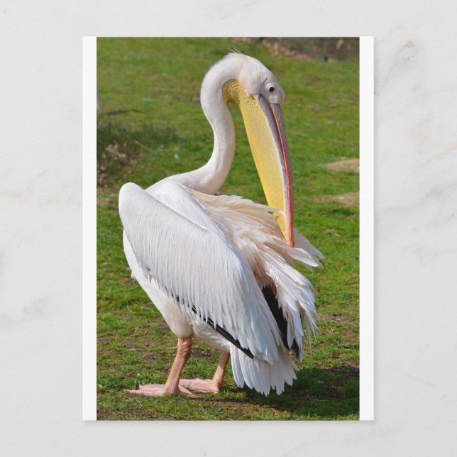 White pelican on grass postcard (Front)