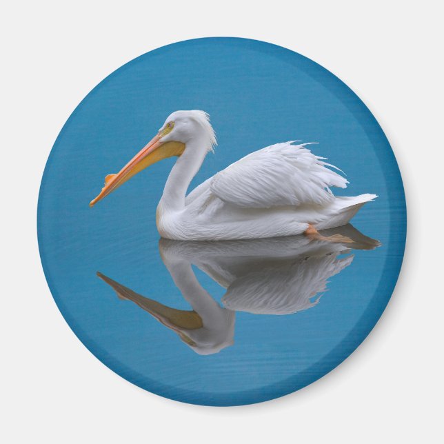 White Pelican Reflection Magnet (Front)