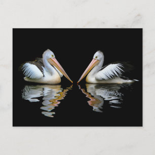 White Pelicans of Australia Postcard