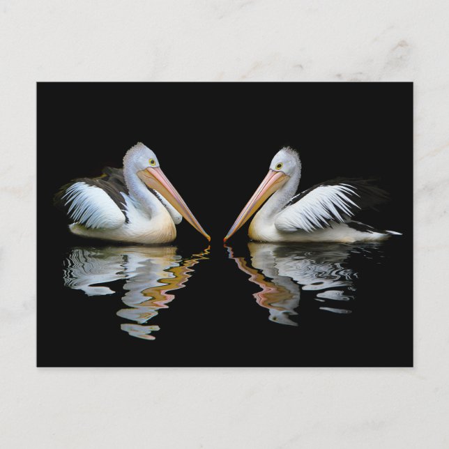 White Pelicans of Australia Postcard (Front)