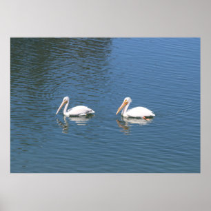 white pelicans poster