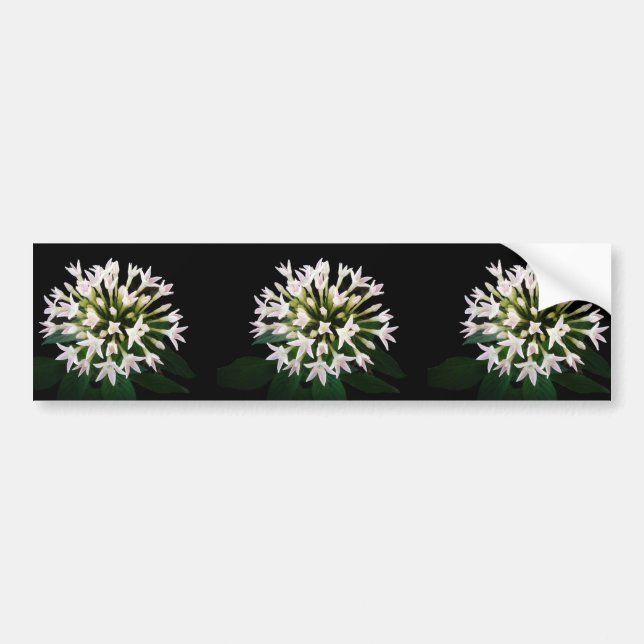 White Pentas Bumper Sticker (Front)
