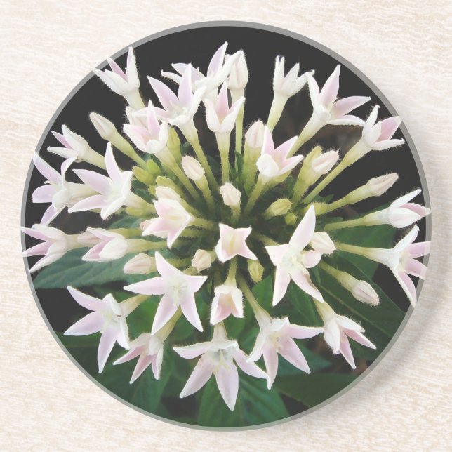 White Pentas Coaster (Front)