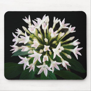 White Pentas Mouse Mat