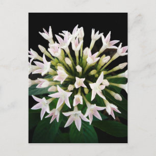 White Pentas Postcard