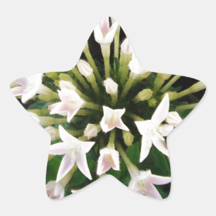 White Pentas Star Sticker