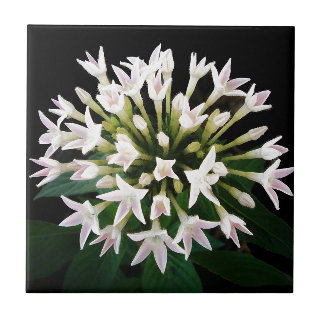 White Pentas Tile (Front)