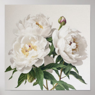 White Peonies Flower Art Print Poster