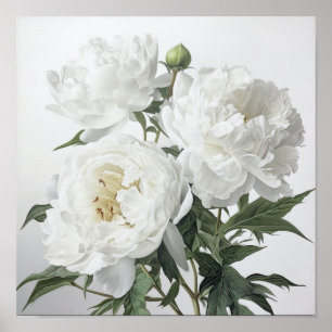 White Peonies Flower Art Print Poster
