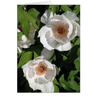 white peonies pair