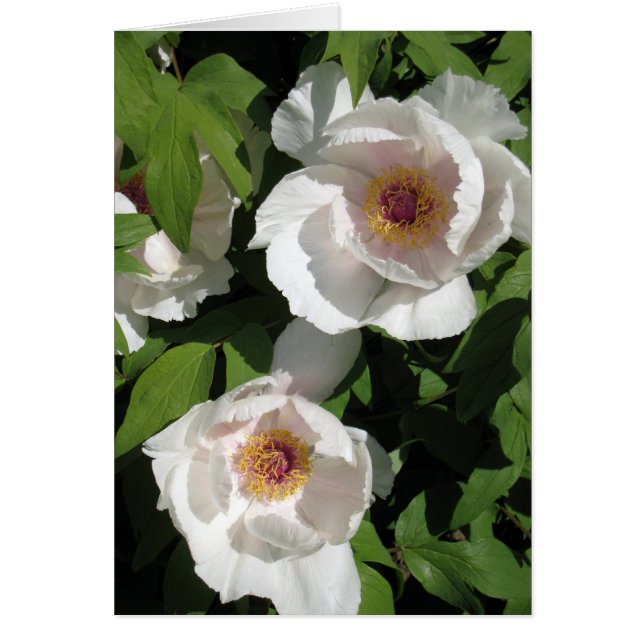 white peonies pair (Front)