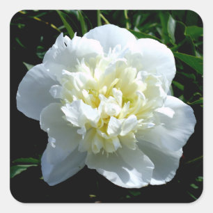 White peonies square sticker