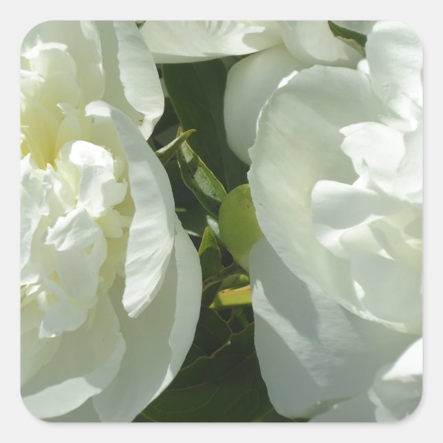 White Peonies Square Sticker (Front)