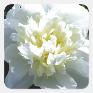 White peonies square sticker
