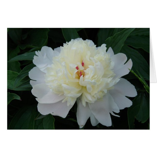 White Peony (Front Horizontal)
