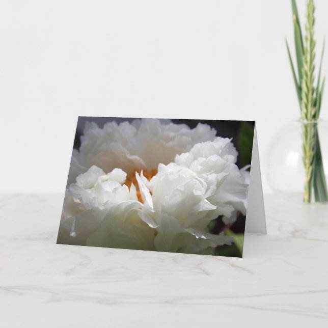 White Peony 1 Floral Photography Greeting C Holiday Card (Front)