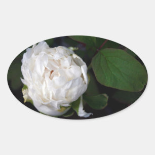 White Peony 3 Floral Photography Oval Sticker