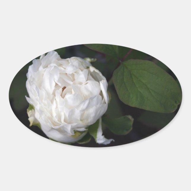 White Peony 3 Floral Photography Oval Sticker (Front)