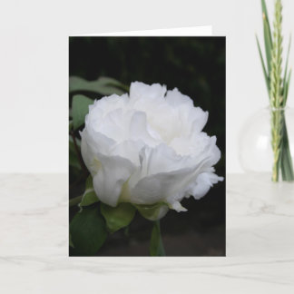 White Peony Button Early in the Morning Card
