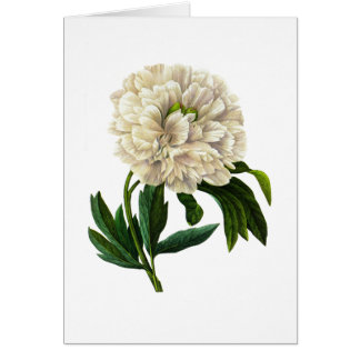 White Peony by Pierre-Joseph Redoute