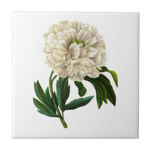 White Peony By Pierre Joseph Redoute Tile