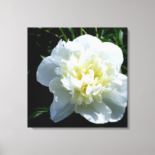 White Peony Canvas Print