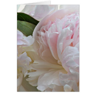 White peony card