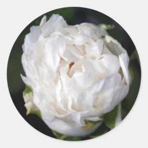 White Peony Floral Photography Round Sticker