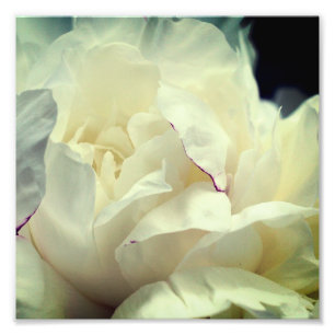 White Peony Flower In Bloom Close Up 8x8 Photo Print