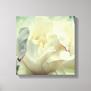 White Peony Flower In Bloom Close Up Canvas Print
