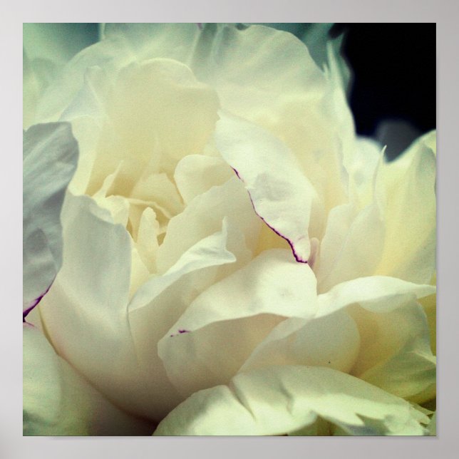 White Peony Flower In Bloom Close Up Poster (Front)