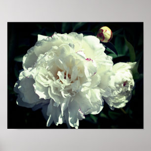 White Peony Flower In Stages Of Bloom Poster