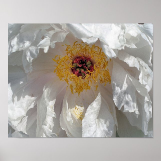 White Peony Flower Petals And Centre Poster (Front)