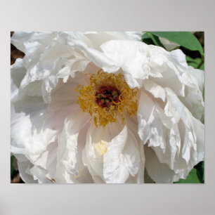 White Peony Flower Petals With Pollen Poster