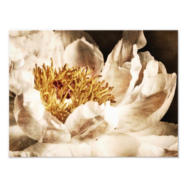 White Peony Flower Sepia Black Background floral Photo Print (Front)