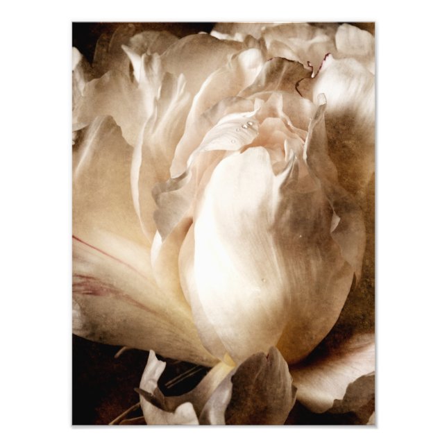 White Peony Flower Sepia Black Background Photo Print (Front)