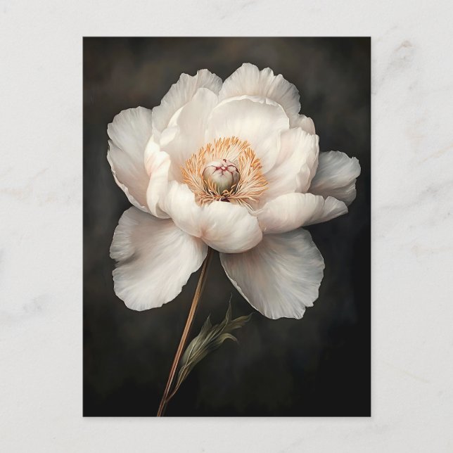 White Peony in Bloom Botanical Painting Postcard (Front)