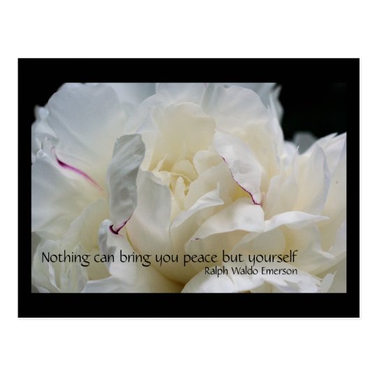 White Peony Peace Inspirational Quote Postcard