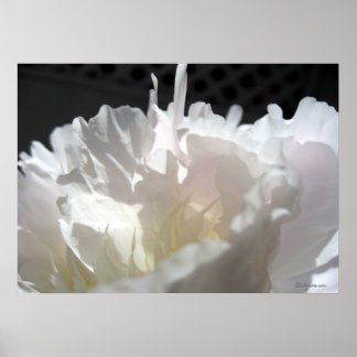 White Peony Petals Silhouette Poster