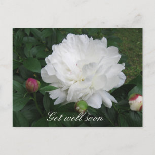 White Peony Postcard