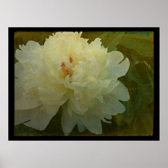 White Peony Poster (Front)